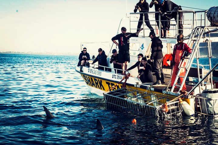 Half-Day White Shark Cage Diving from Gansbaai - Photo 1 of 9
